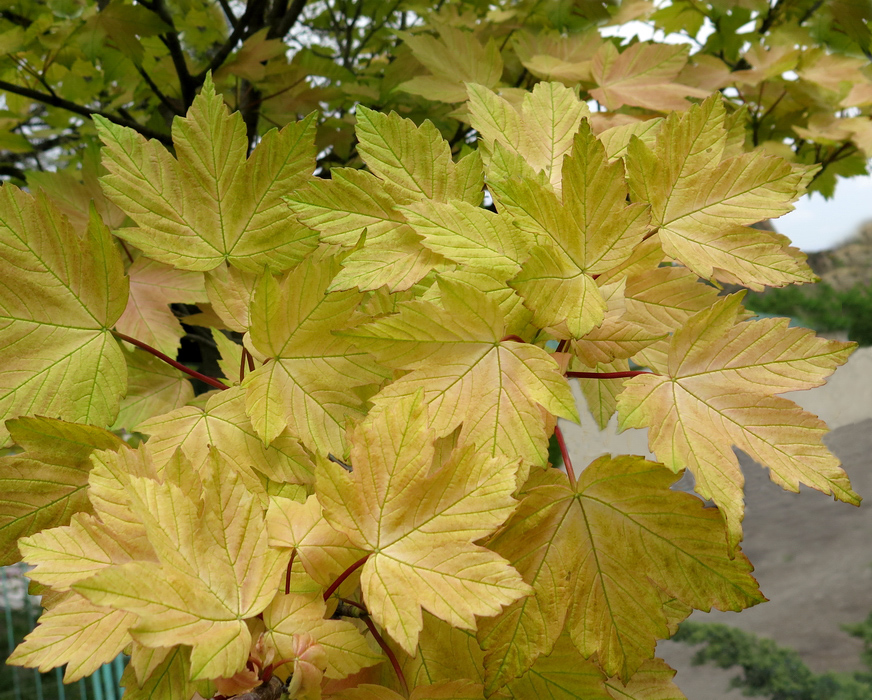 Image of Acer pseudoplatanus specimen.