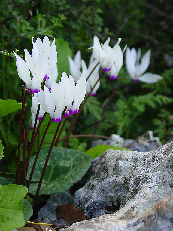 Изображение особи Cyclamen persicum.