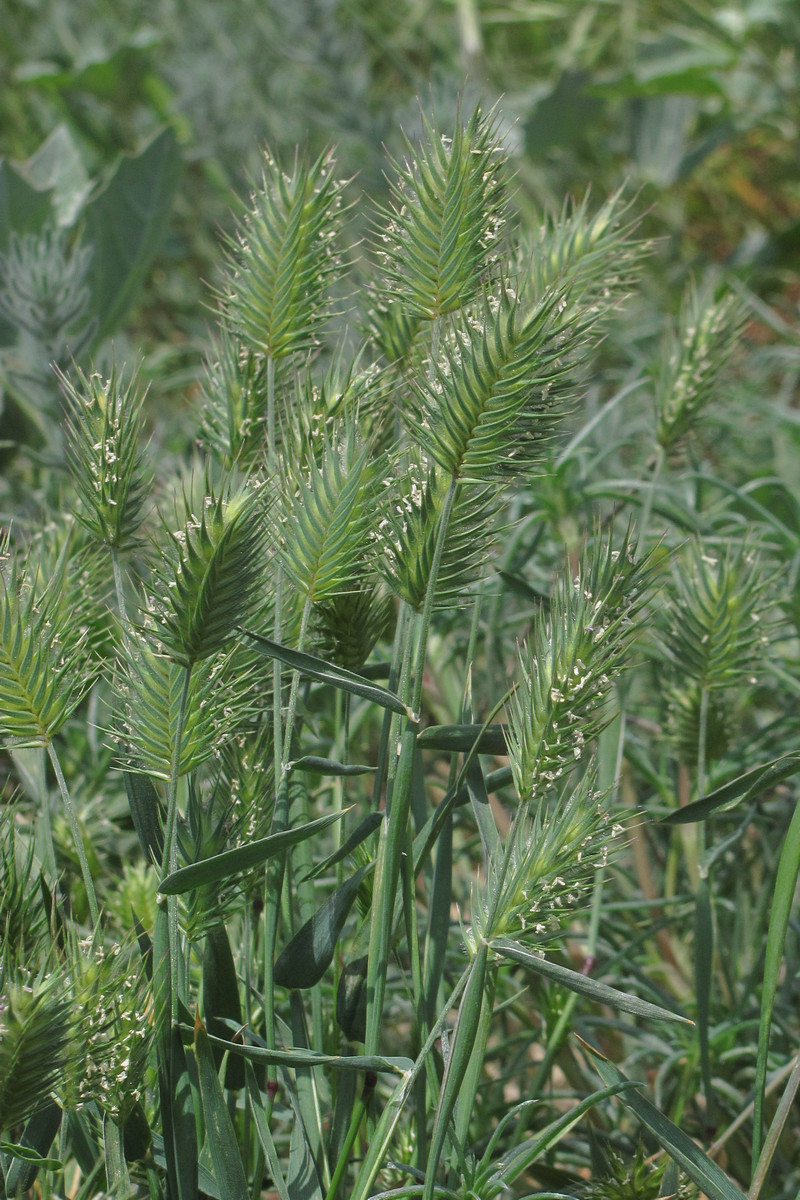 Image of Eremopyrum orientale specimen.