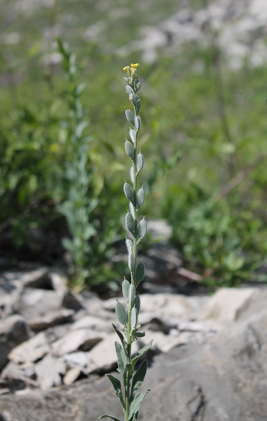 Image of Fibigia eriocarpa specimen.