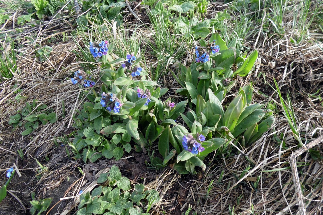 Изображение особи Pulmonaria mollis.