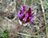 Astragalus cancellatus