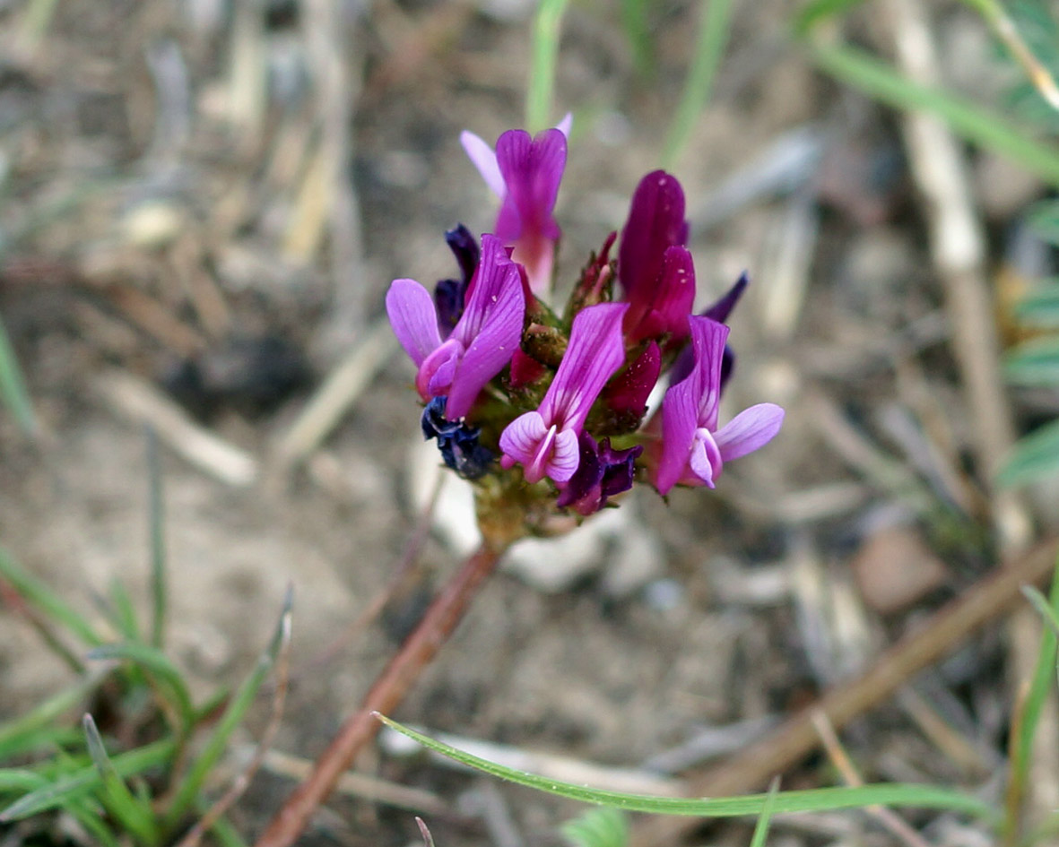Изображение особи Astragalus cancellatus.