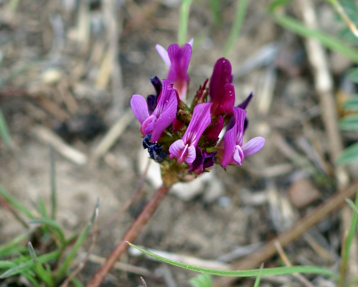 Image of Astragalus cancellatus specimen.