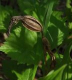 Cypripedium &times; ventricosum