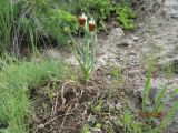 Fritillaria armena