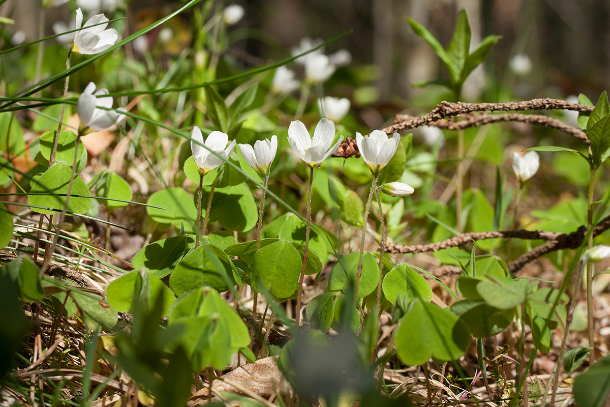 Изображение особи Oxalis acetosella.