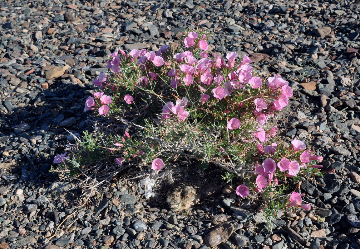 Image of Convolvulus gortschakovii specimen.