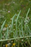 Centaurea orientalis