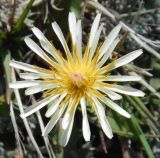 Taraxacum albescens. Соцветие. Камчатский край, Елизовский р-н, природный парк \"Вулканы Камчатки\", южный участок, кластер \"Налычевский\", памятник природы экструзия «Верблюд», 1230 м н.у.м., вдоль тропы по щебнистому грунту. 03.07.2017.