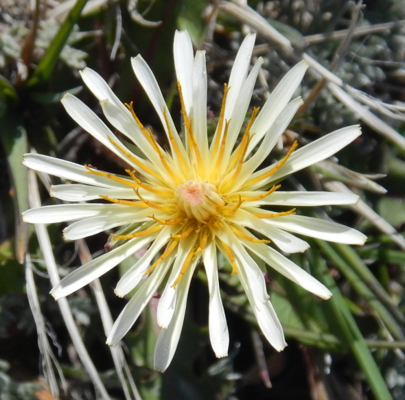 Изображение особи Taraxacum albescens.