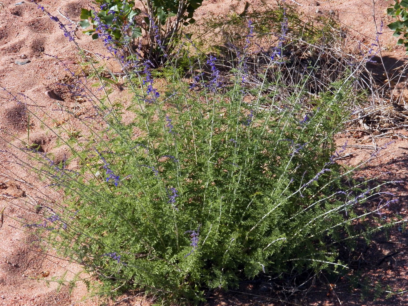 Image of Perovskia abrotanoides specimen.