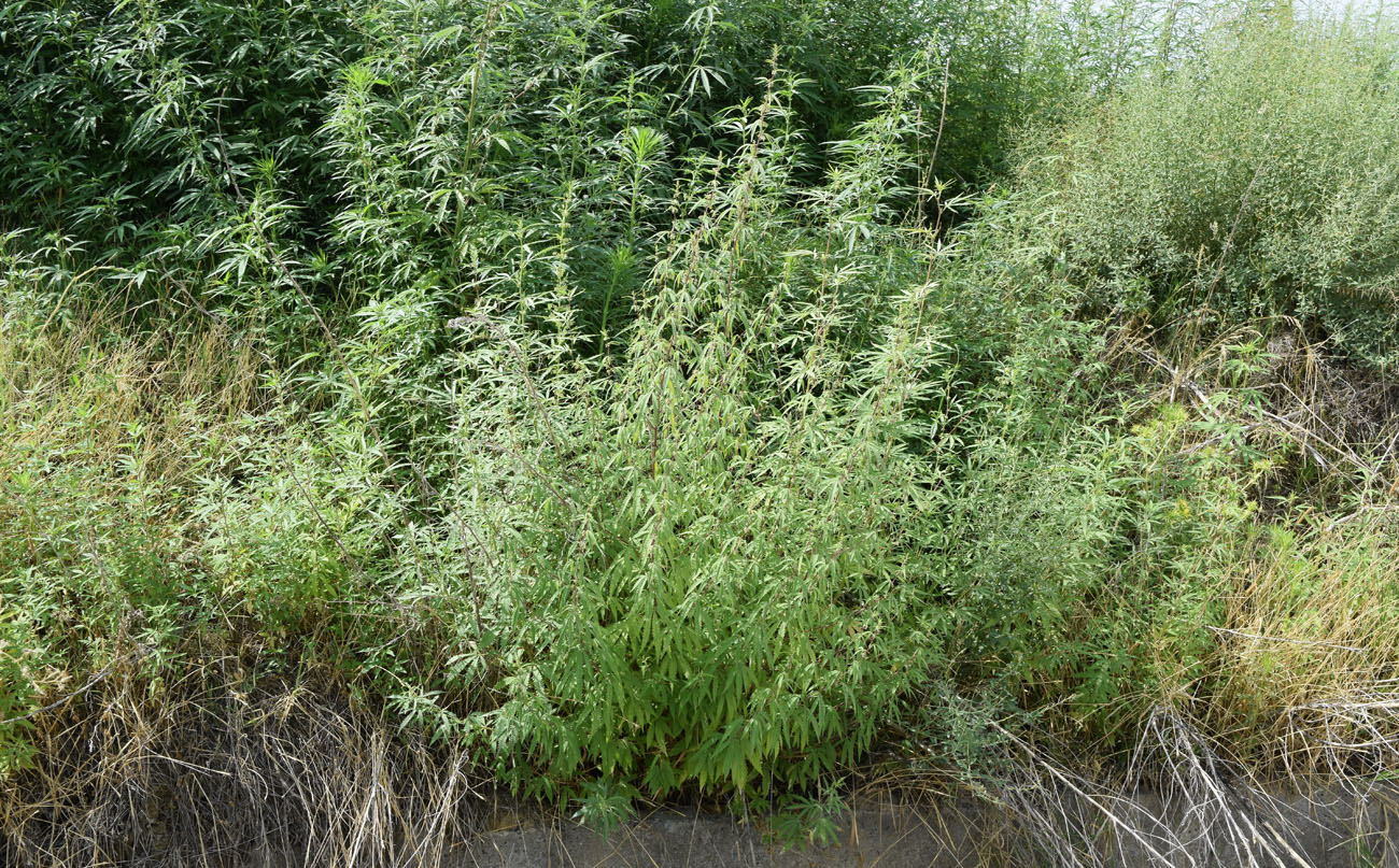 Image of Cannabis sativa var. spontanea specimen.