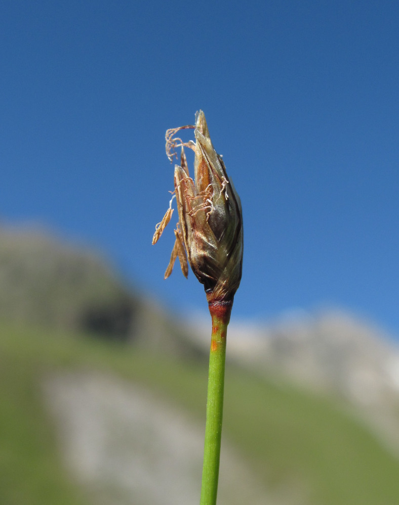 Изображение особи Eleocharis quinqueflora.