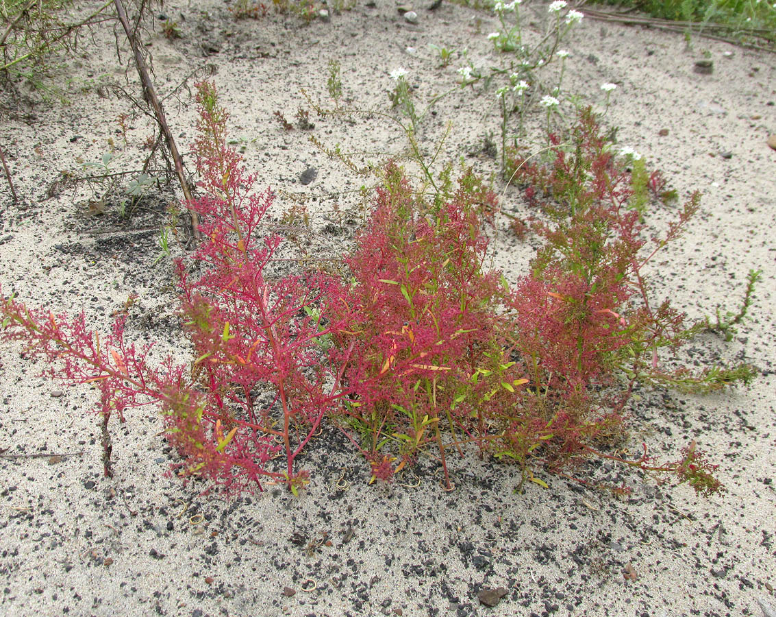 Изображение особи Teloxys aristata.