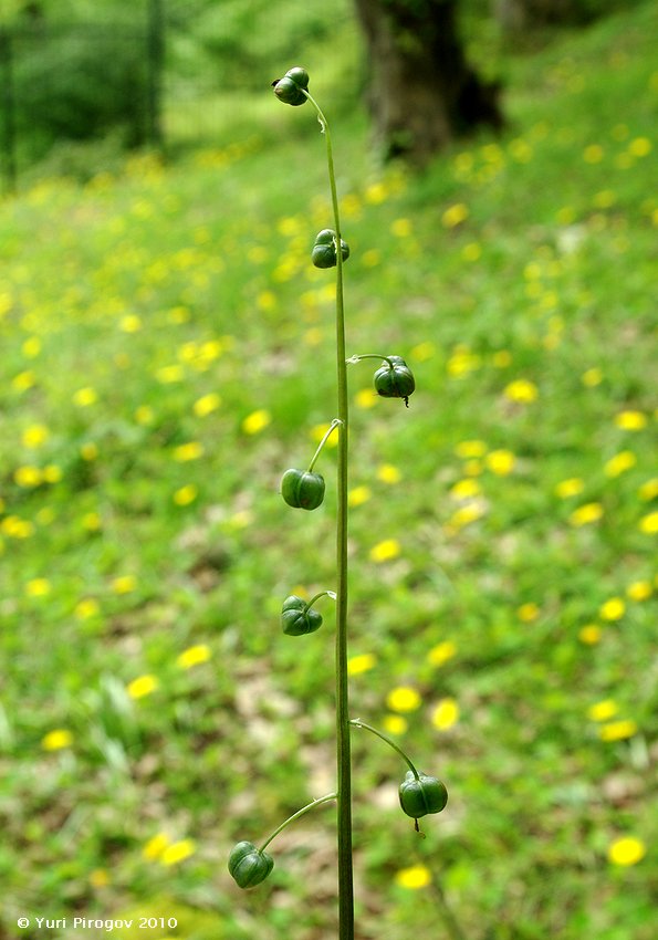 Image of Scilla hohenackeri specimen.