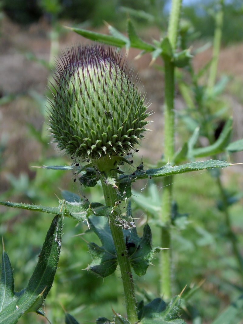 Image of Cirsium serrulatum specimen.