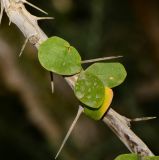 Fouquieria macdougalii