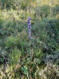 Delphinium crassifolium