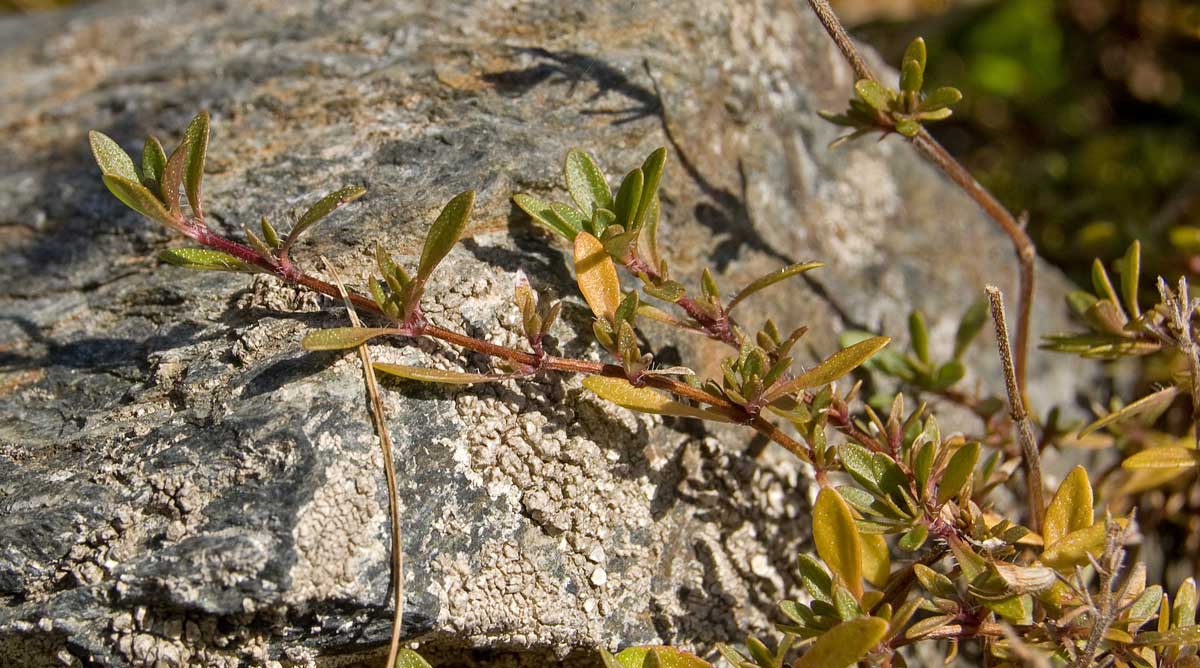 Изображение особи род Thymus.