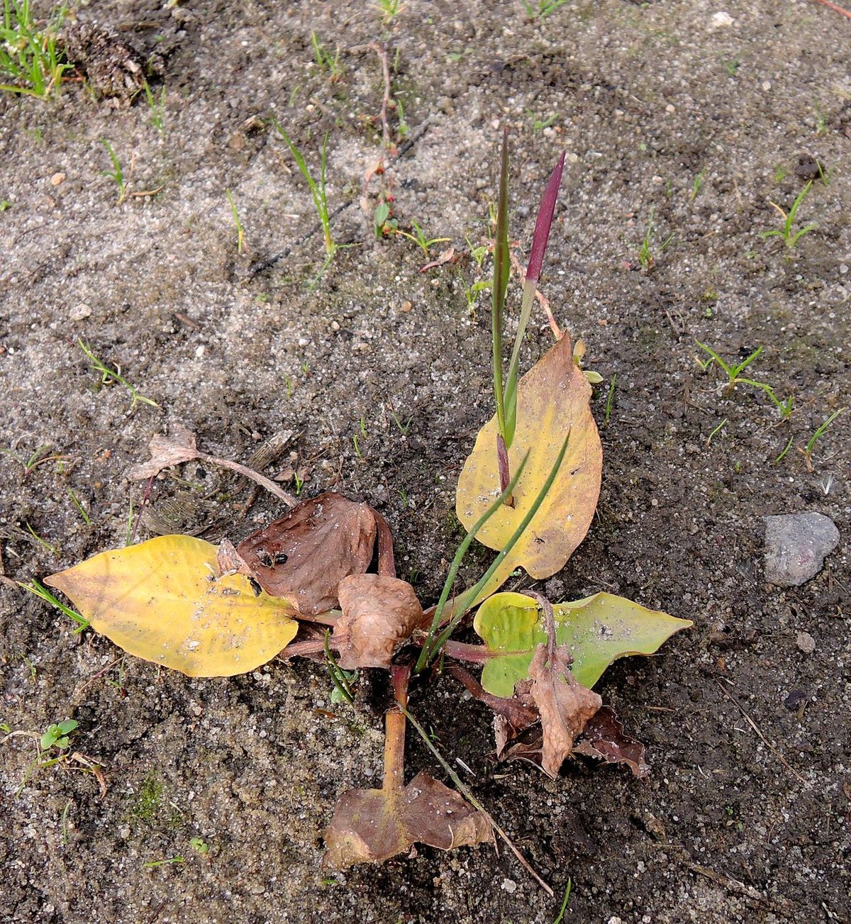 Image of Alisma plantago-aquatica specimen.