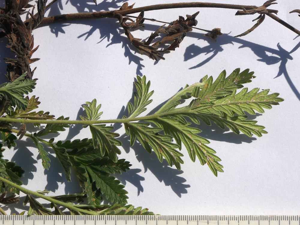 Image of Potentilla agrimonioides specimen.