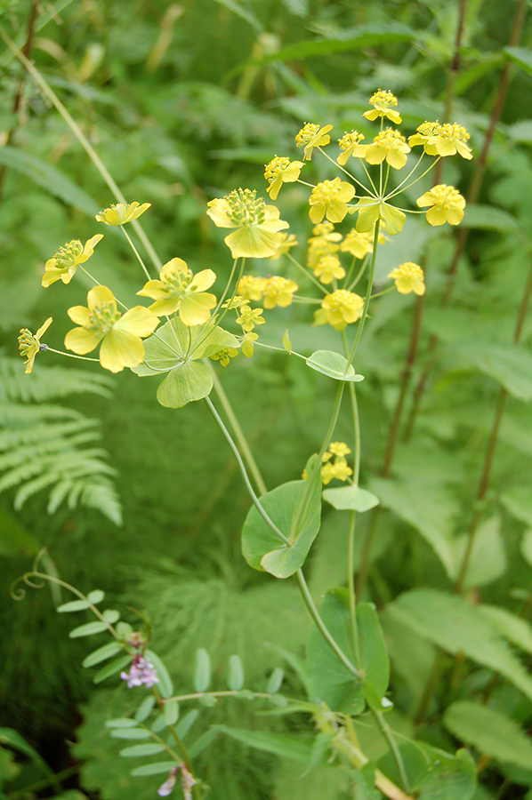 Изображение особи Bupleurum longifolium ssp. aureum.