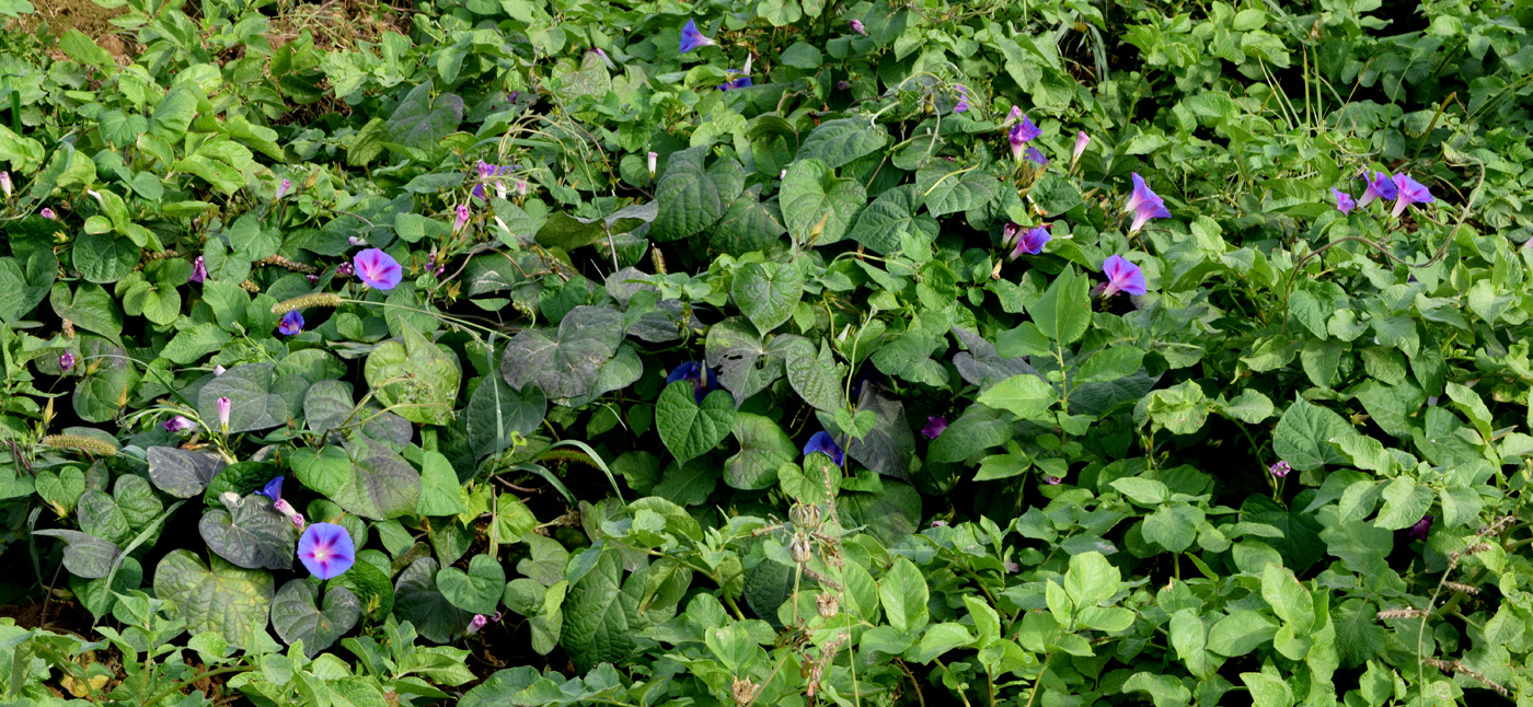 Image of Ipomoea purpurea specimen.