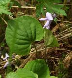 Viola epipsiloides. Цветок и лист. Магаданская обл., окр. г. Магадан, пос. Снежная Долина, бассейн р. Дукча, тополево-чозениевый пойменный лес. 22.06.2013.