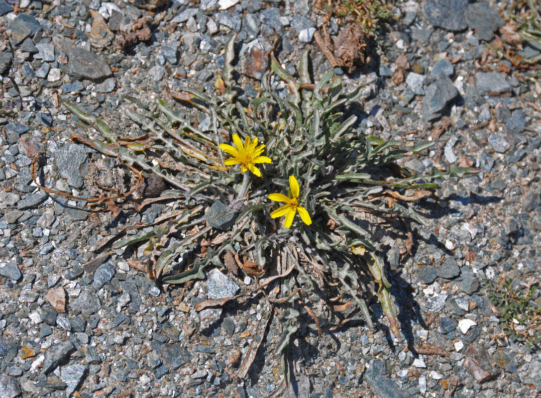 Изображение особи род Taraxacum.