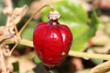 Passiflora foetida