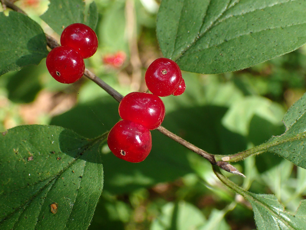 Изображение особи Lonicera xylosteum.