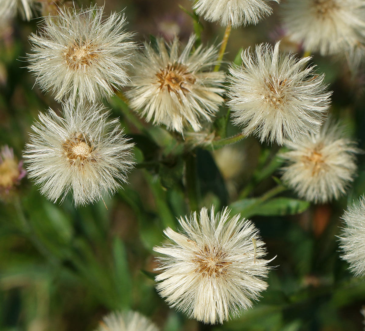 Image of Erigeron acris specimen.