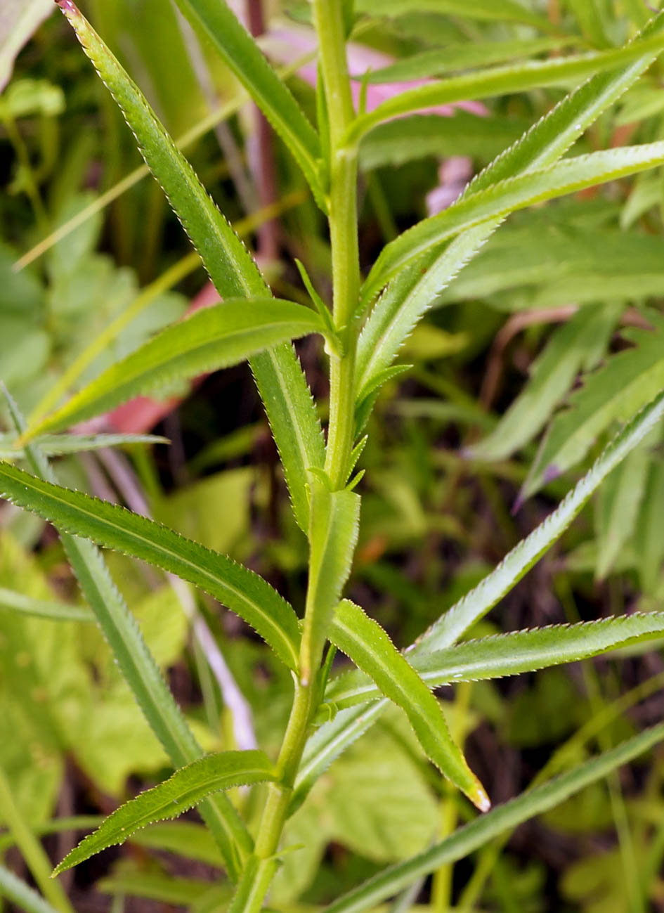 Image of Achillea acuminata specimen.