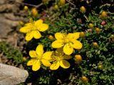 Hypericum trichocaulon