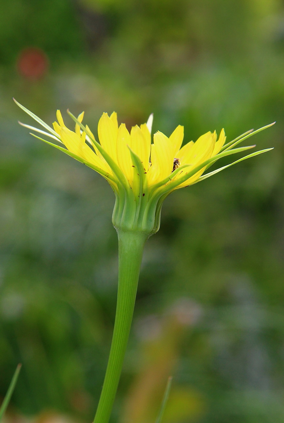 Image of Tragopogon dubius specimen.