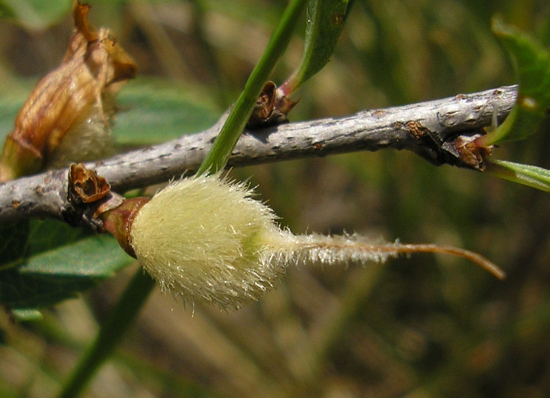 Image of Amygdalus nana specimen.