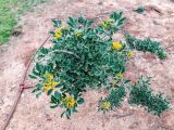 Medicago arborea