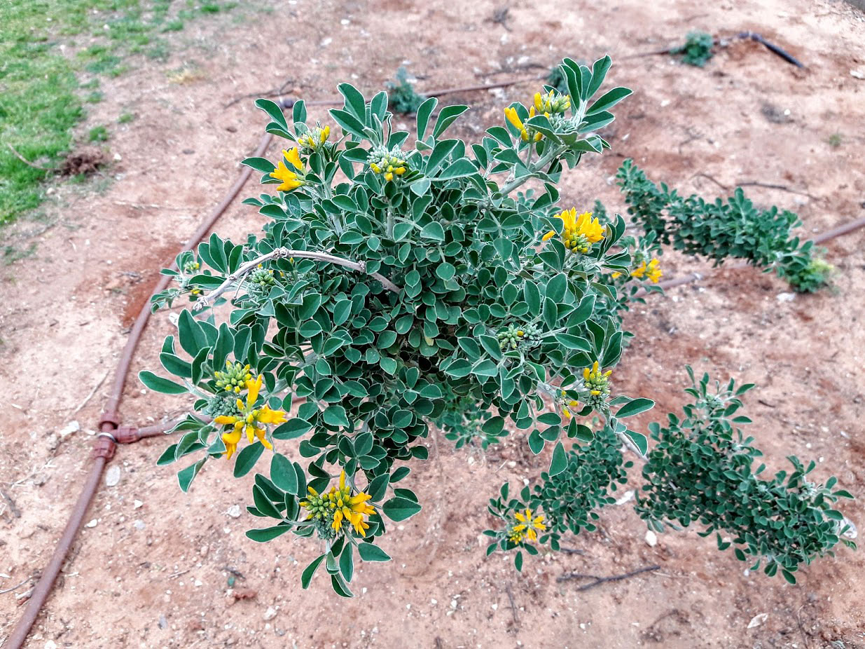 Изображение особи Medicago arborea.