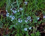 genus Myosotis