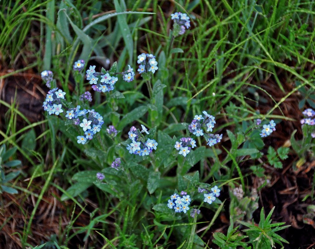 Изображение особи род Myosotis.