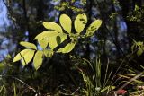 Polygonatum glaberrimum. Цветущие растения. Краснодарский край, г. Сочи, окр. мкр-на Хоста, тисо-самшитовая роща. 13.04.2013.