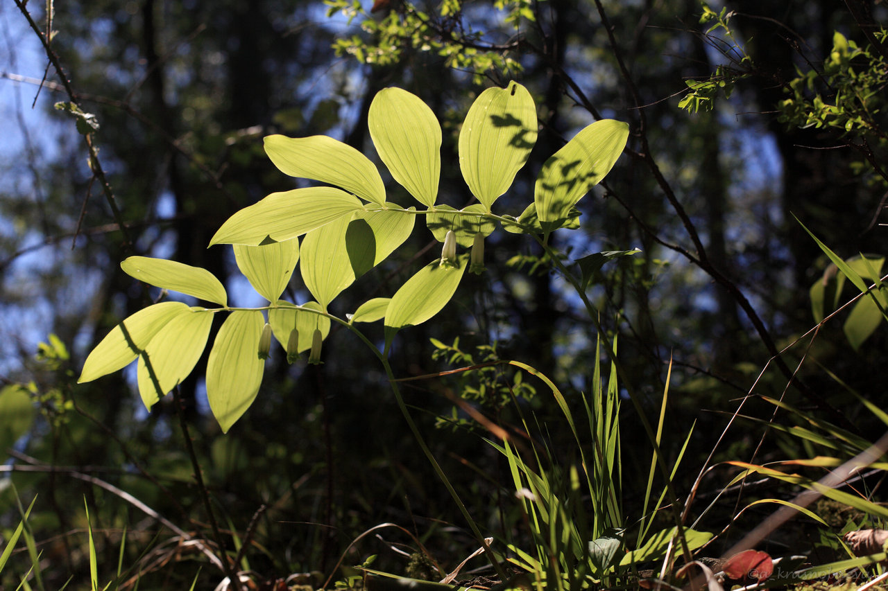Image of Polygonatum glaberrimum specimen.