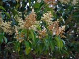 Ligustrum lucidum