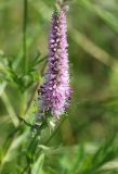 Veronica spicata ssp. bashkiriensis