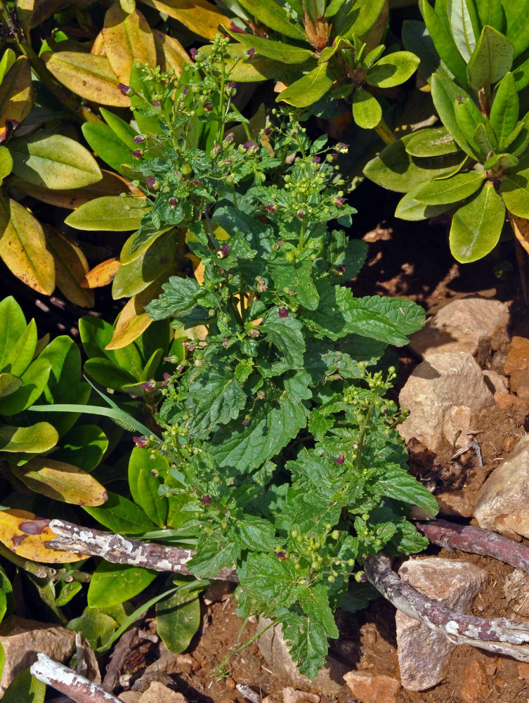 Изображение особи Scrophularia scopolii.