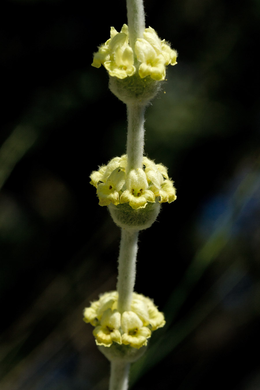 Image of Sideritis syriaca specimen.