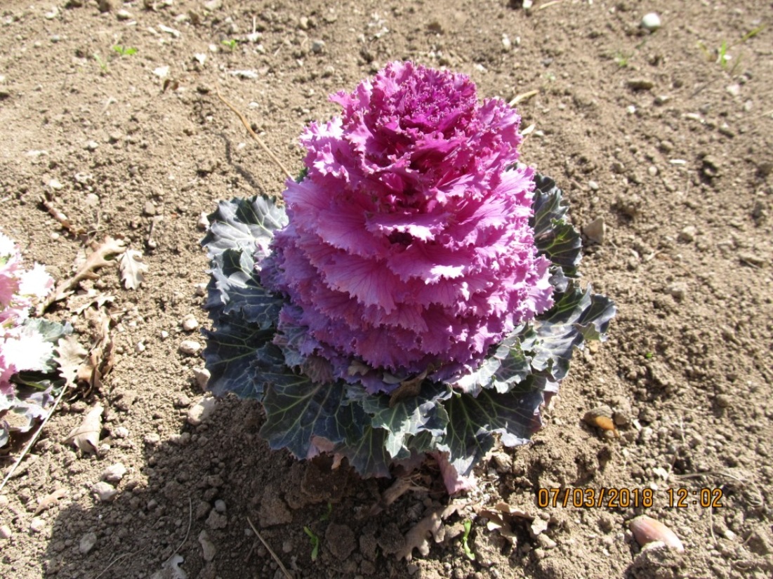 Изображение особи Brassica oleracea var. viridis.