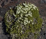 Minuartia inamoena