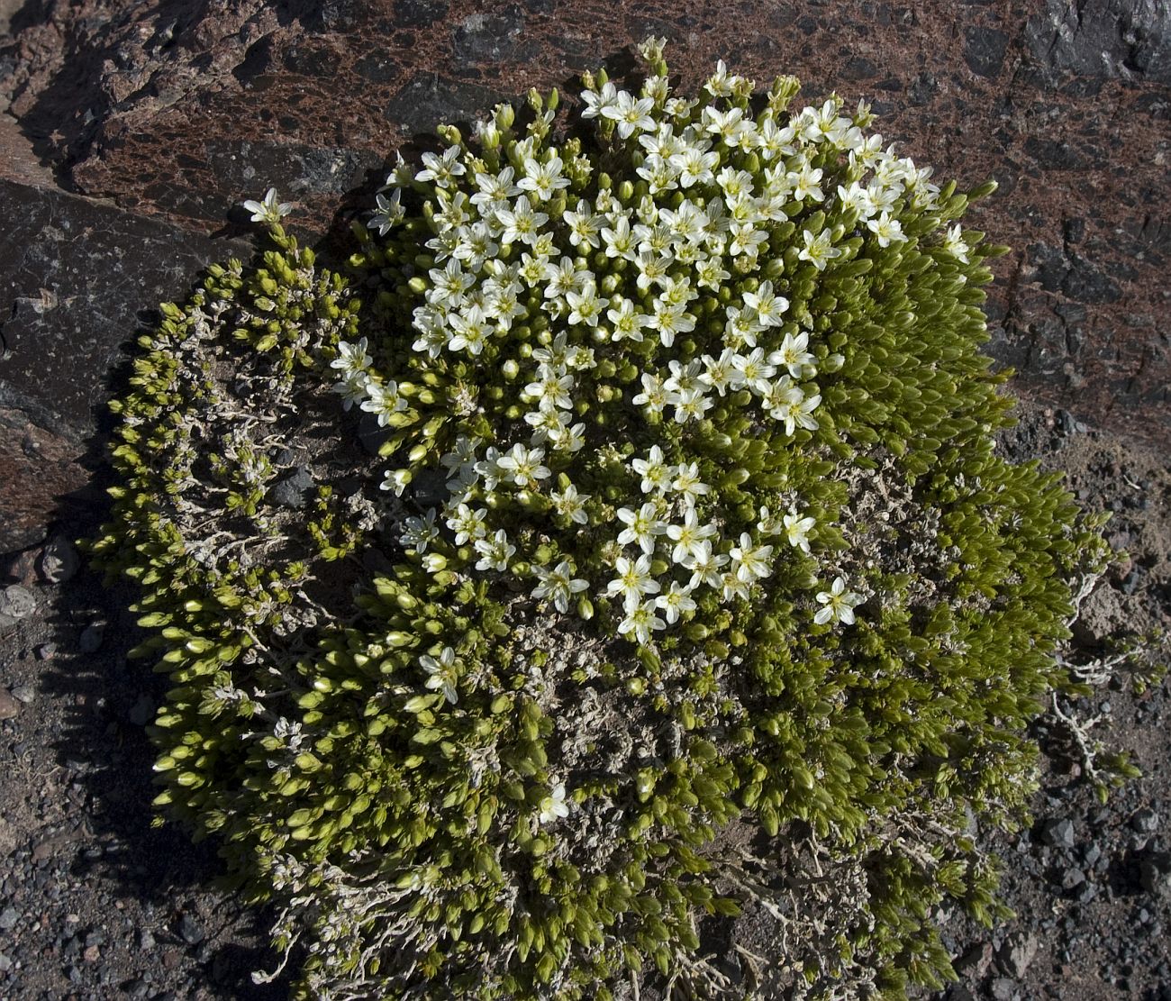 Image of Minuartia inamoena specimen.